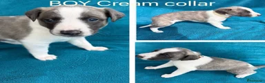 Whippet 3