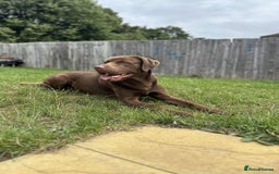 Labrador Retriever dogs for stud: Male for stud - Image 4