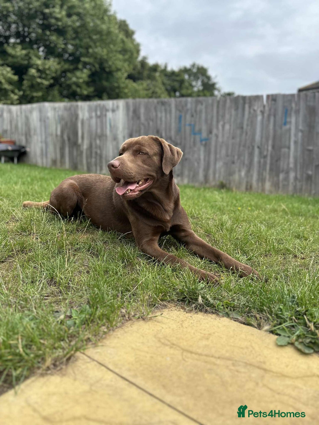 Labrador Retriever dogs for stud: Male for stud - Image 4
