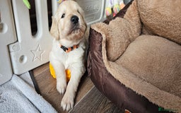 Golden Retriever dogs for sale: Outstanding Kc registered Golden Retriever babies  - Image 27