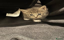 Mixed Breed cats for sale: Mixed breed kittens - Advert 7