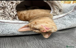 American Shorthair cats for sale: URGENT American shorthaired rehoming  - Advert 2