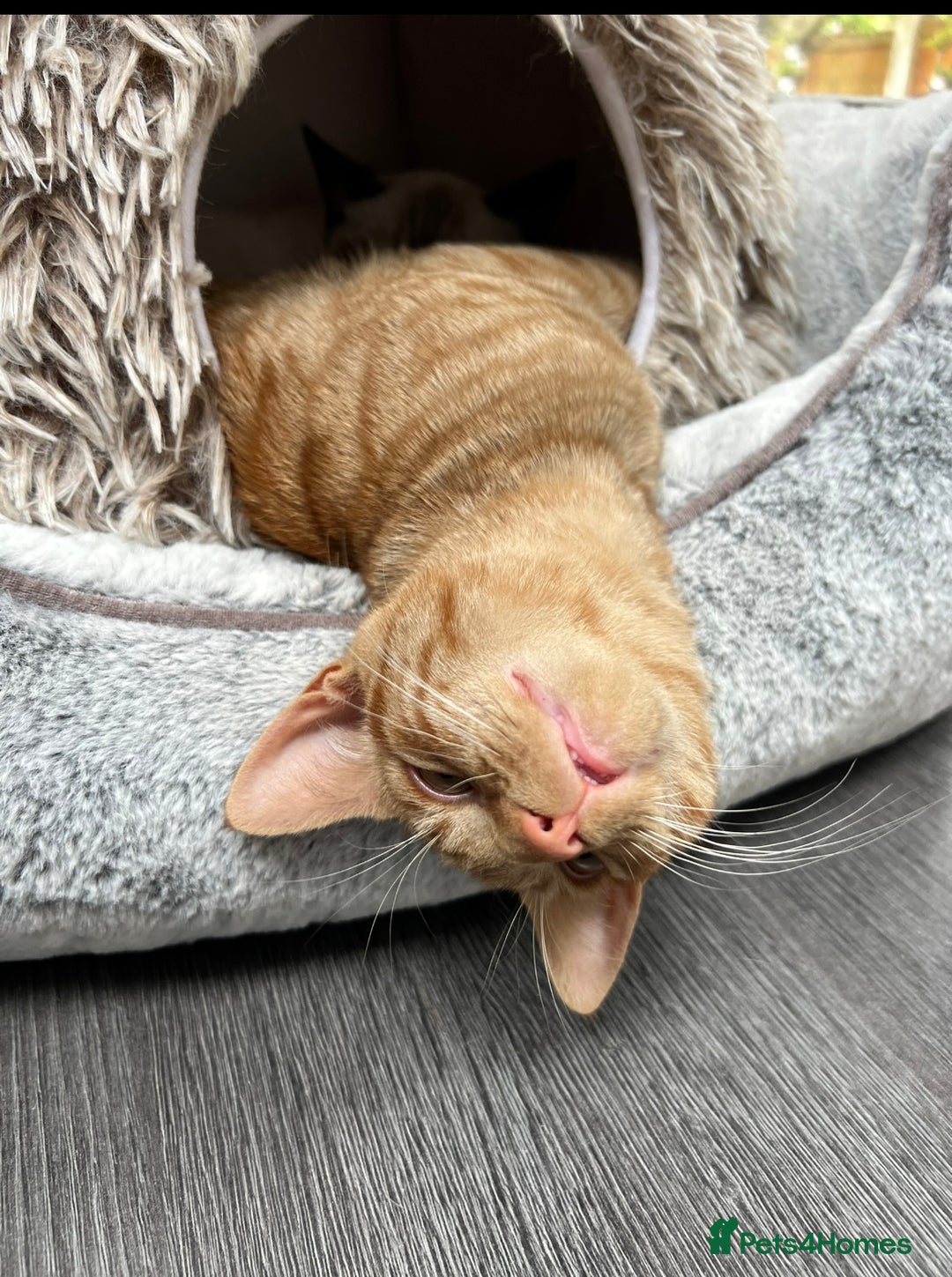 American Shorthair cats for sale: URGENT American shorthaired rehoming  - Advert 2