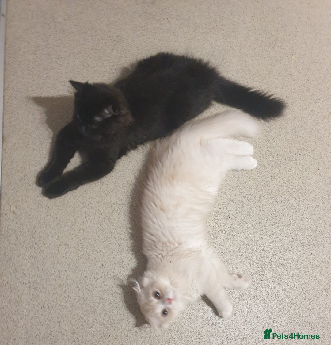 Mixed Breed cats for sale: Adorable Kittens♥️ - Image 4