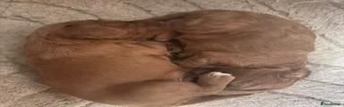 Cockapoo 1