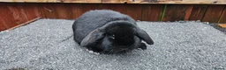 Mini Lop rabbits for sale: mini lop for sale  - Advert 3