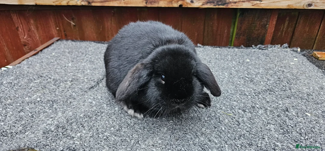 Mini Lop rabbits for sale: mini lop for sale  - Advert 3