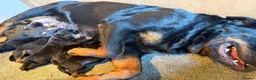 Rottweiler dogs for sale: Exceptional Rottweiler Puppies - Advert 9