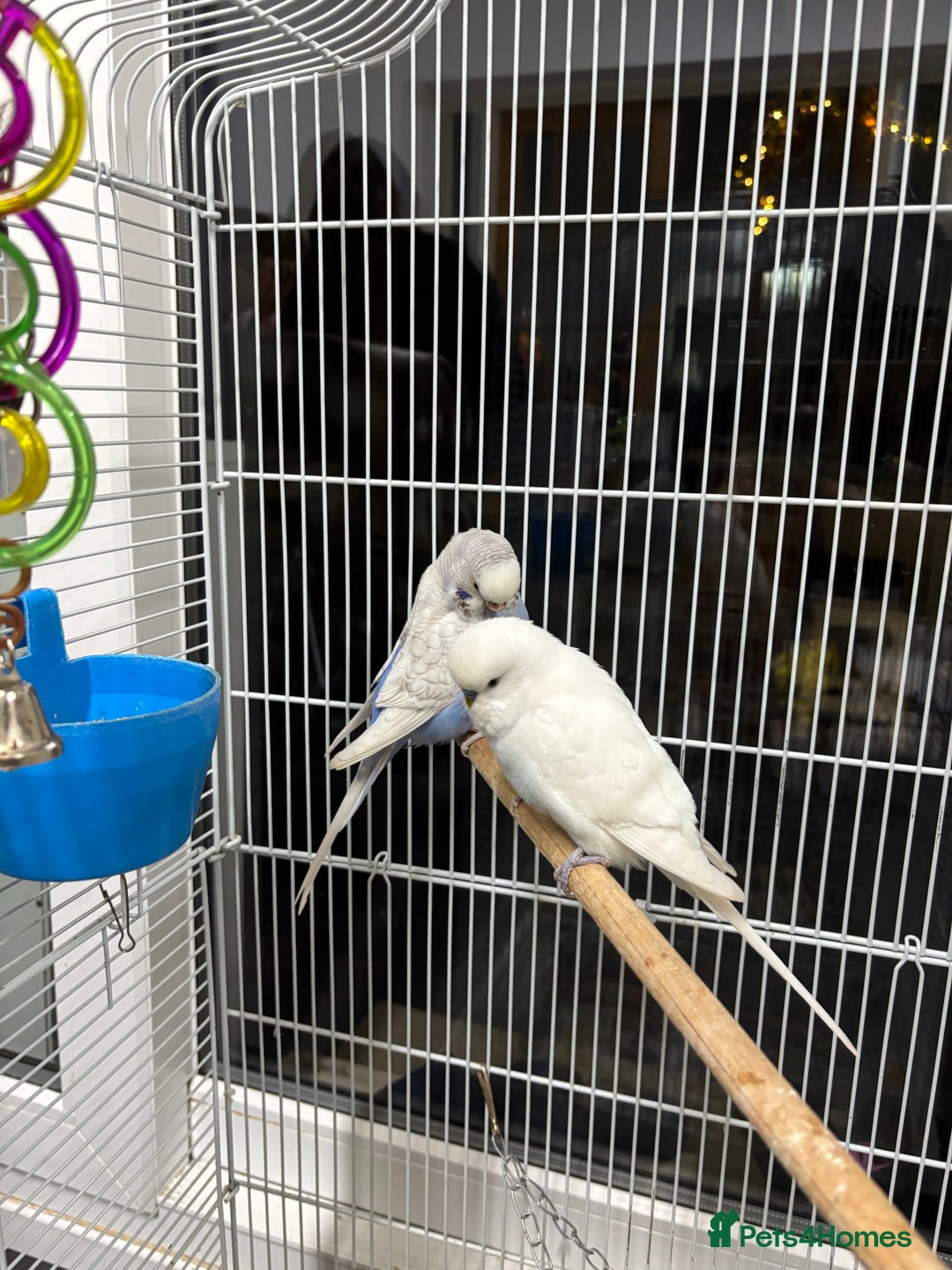 Budgerigars birds for sale: 1 cople with cage  - Advert 3