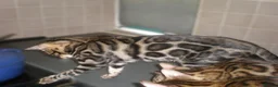 Bengal cats for sale: 5 Beautiful Bengal Kittens Ready Now  - Advert 3
