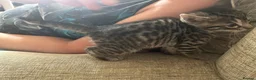 Bengal cats for sale: Mix Bengal kittens for sell in Corby - Advert 13