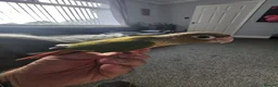 Conures birds for sale: Green cheek conure (pineapple) - Advert 2