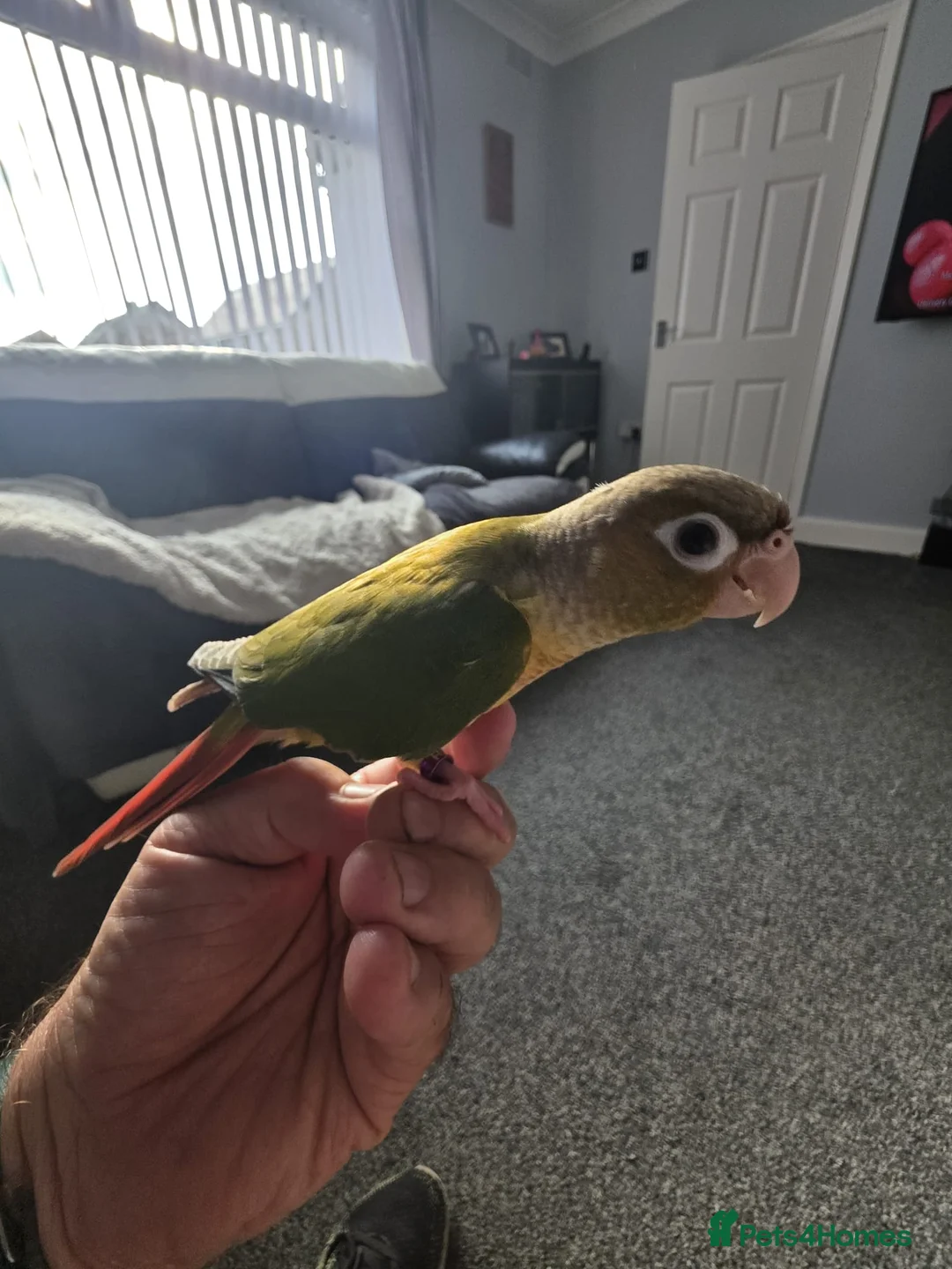 Conures birds for sale: Green cheek conure (pineapple) - Advert 2