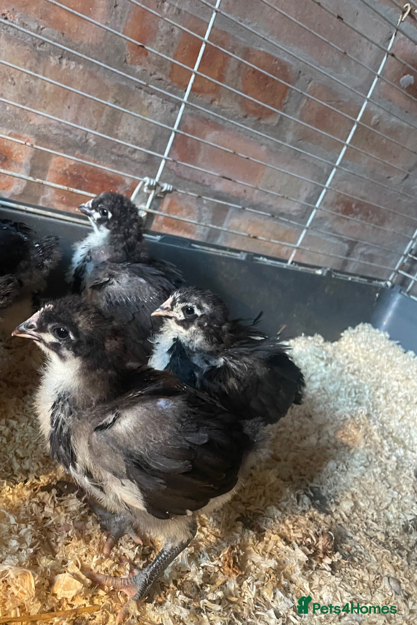 Chickens poultry Black Orpington’s chicks  - Advert 2