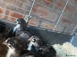 Chickens poultry Black Orpington’s chicks - Advert 2