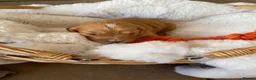 Cocker Spaniel dogs for sale: Beautiful working Cocker Spaniel puppies  in Royston - Advert 28