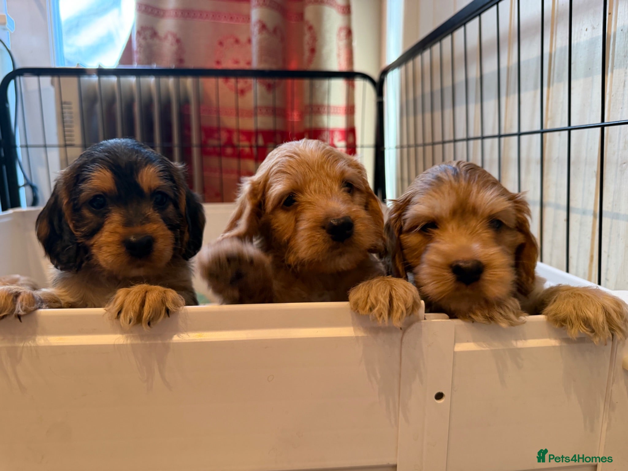 Mixed Breed dogs Beautiful Miniature Austrailian Labradoodle pups - Advert 1
