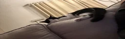 Mixed Breed cats for sale: Sunny and Shadow - Advert 4