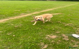 Labrador Retriever dogs for sale: Labrador  - Image 2