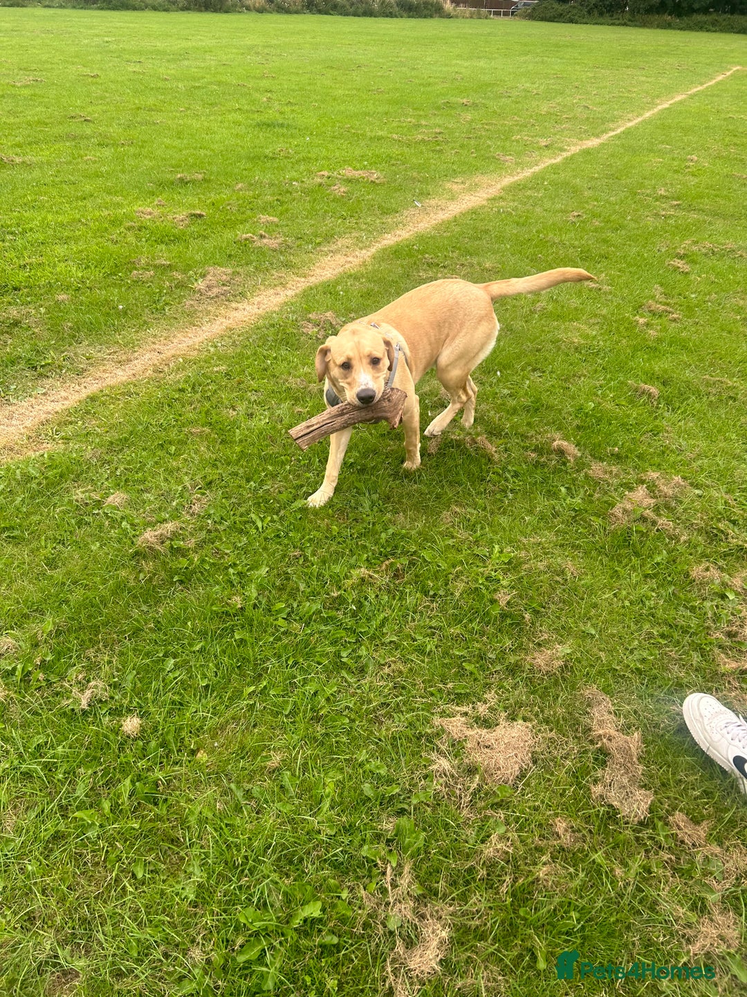 Labrador Retriever dogs for sale: Labrador  - Image 2