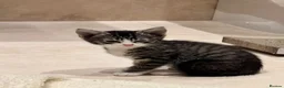 Mixed Breed cats for adoption: Rescue silver tabby kitten, Cricket needs a home  - Advert 6