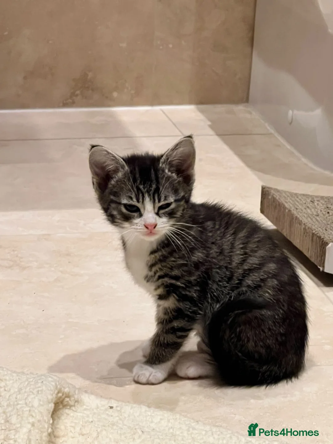 Mixed Breed cats for adoption: Rescue silver tabby kitten, Cricket needs a home  - Advert 6