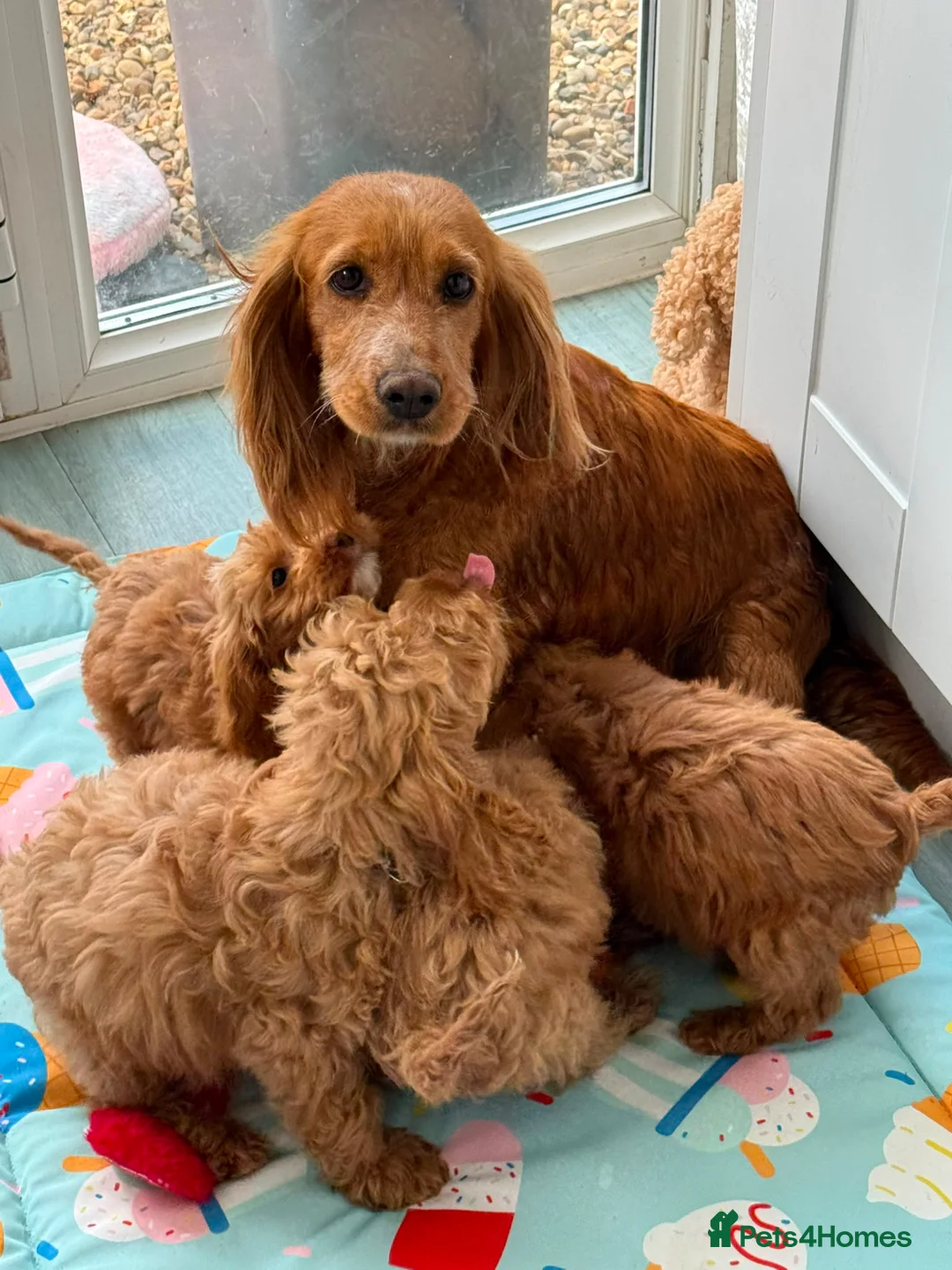 Cockapoo dogs for sale: Gorgeous F1 Cockapoo puppies  - Advert 15