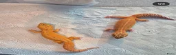 Leopard Gecko reptiles for sale: Male and female Leopard Gecko Red Diamond morph - Advert 1