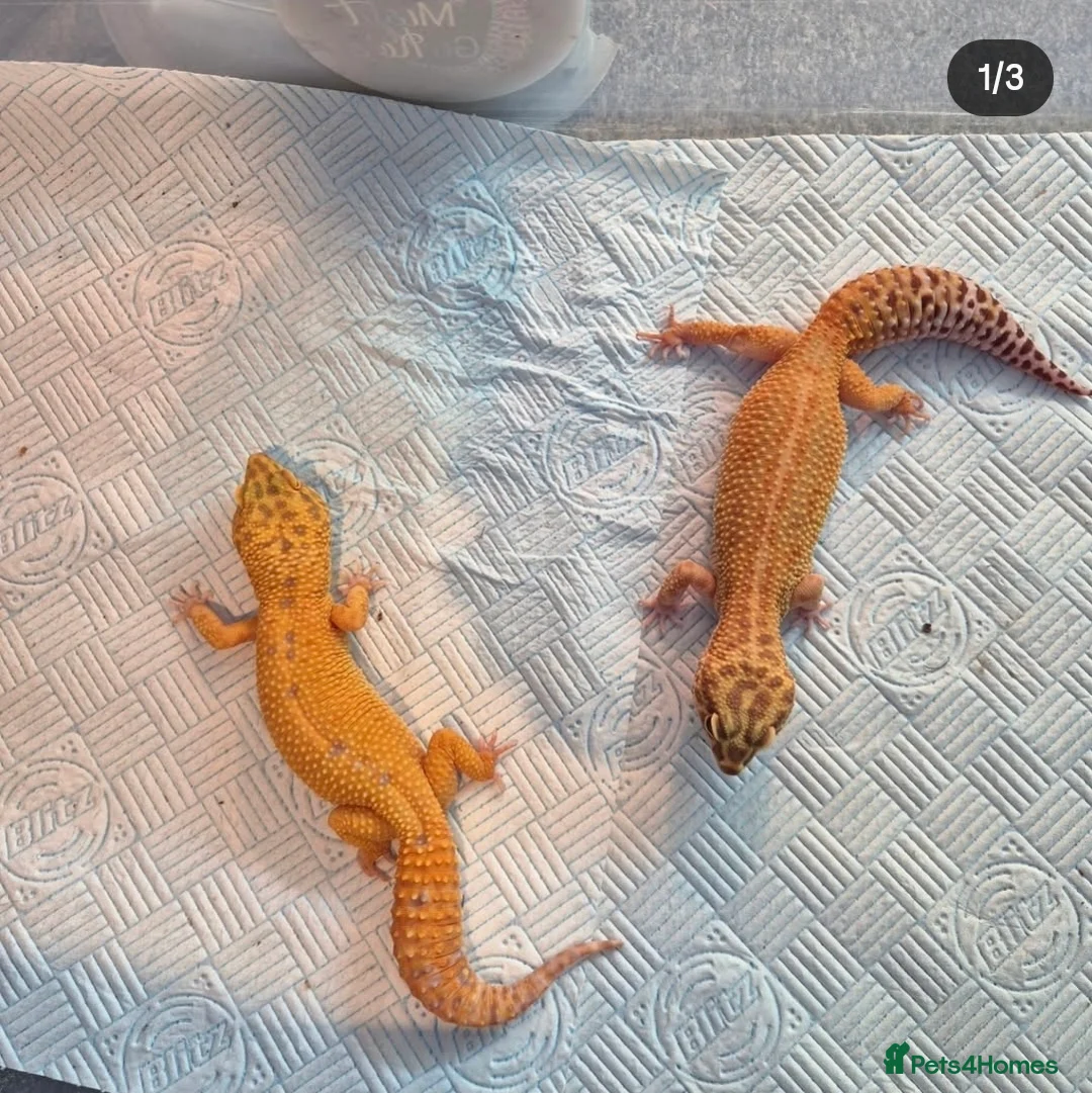 Leopard Gecko reptiles for sale: Male and female Leopard Gecko Red Diamond morph - Advert 1