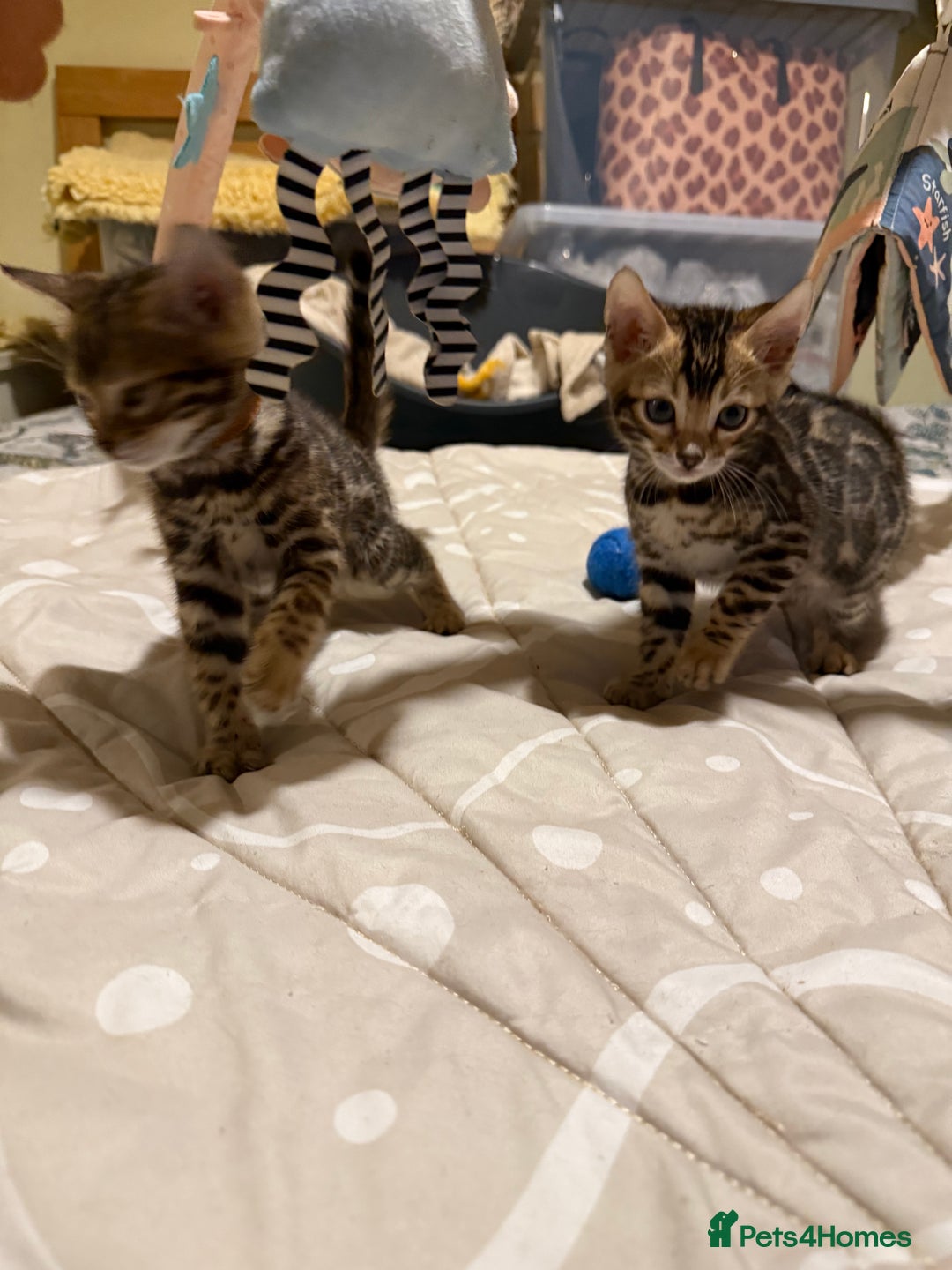 Bengal cats for sale: Pedigree TICA reg 🐾 Bengal Kittens 🐱  - Advert 11