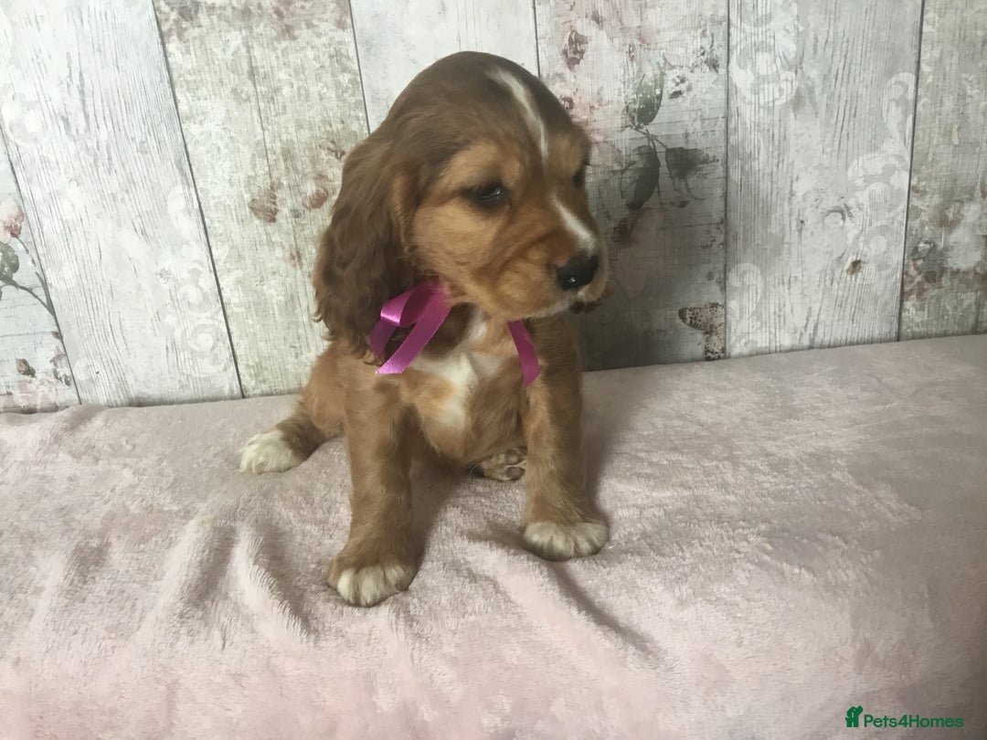 Cocker Spaniel dogs for sale: Adorable Kc reg Cocker pups - Image 7