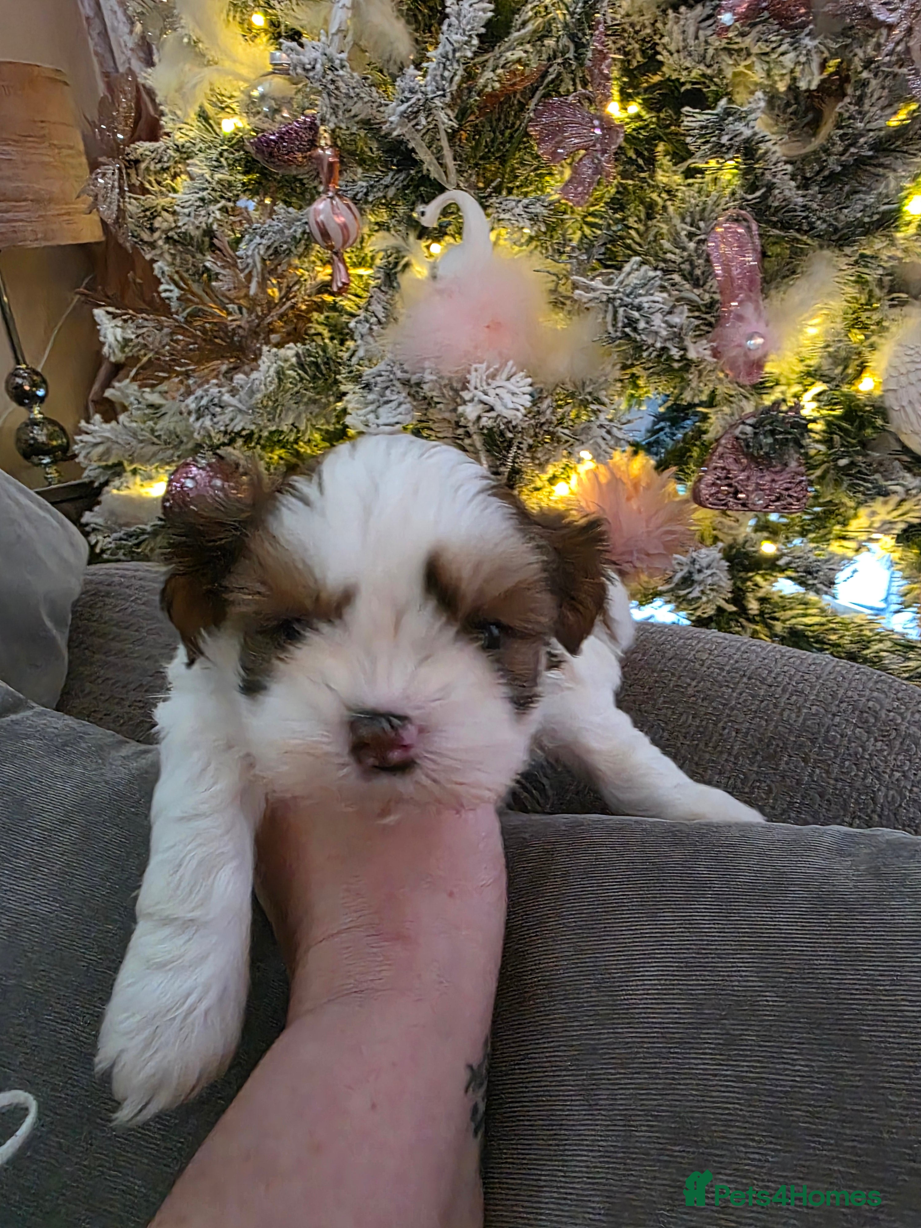 Shih Tzu dogs Imperial shih tzu stunning - Advert 18