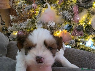 Shih Tzu dogs Imperial shih tzu stunning - Advert 8