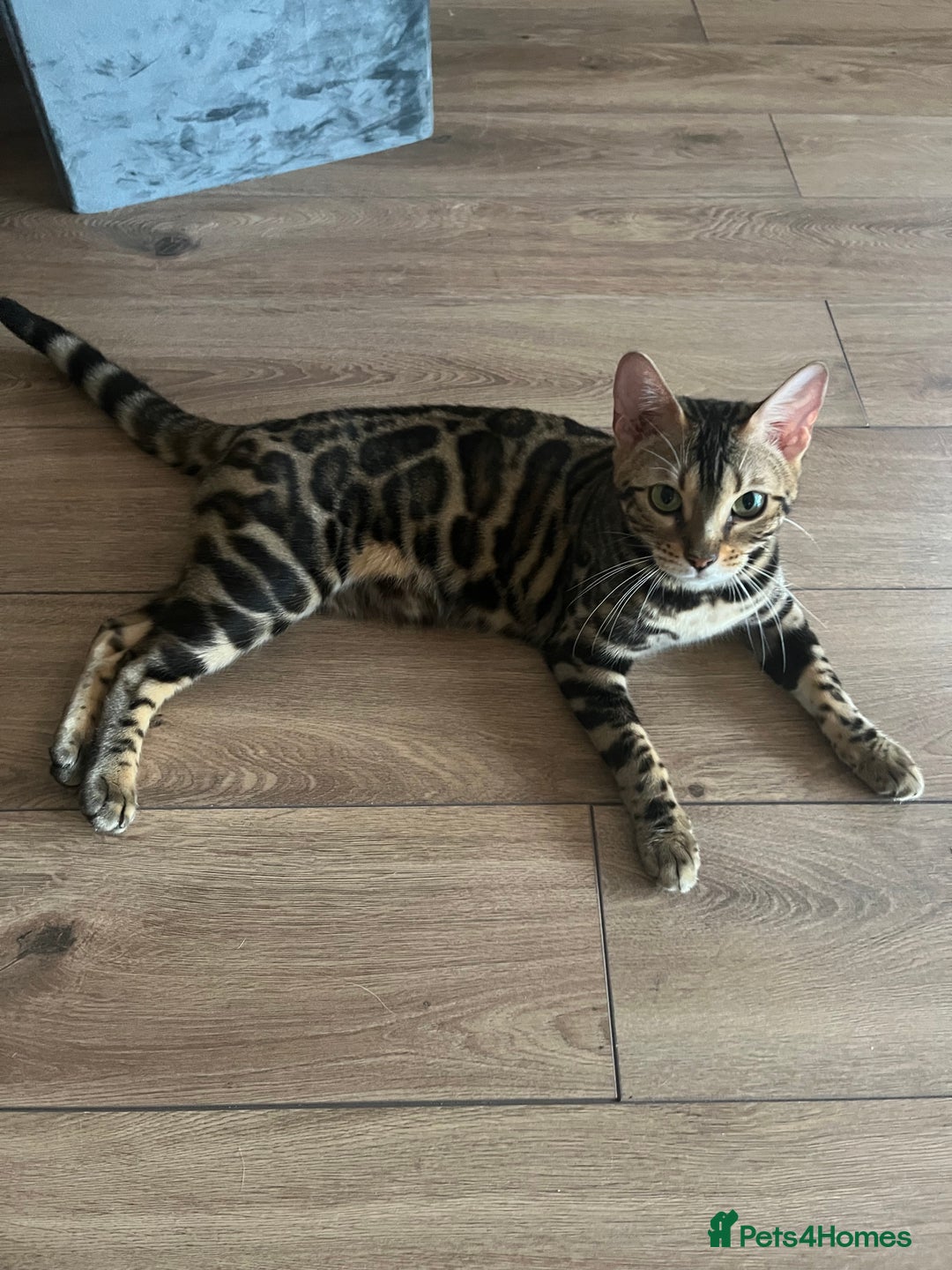 Bengal cats for sale: TICA registered female glitter coat 1year Bengal  - Image 5