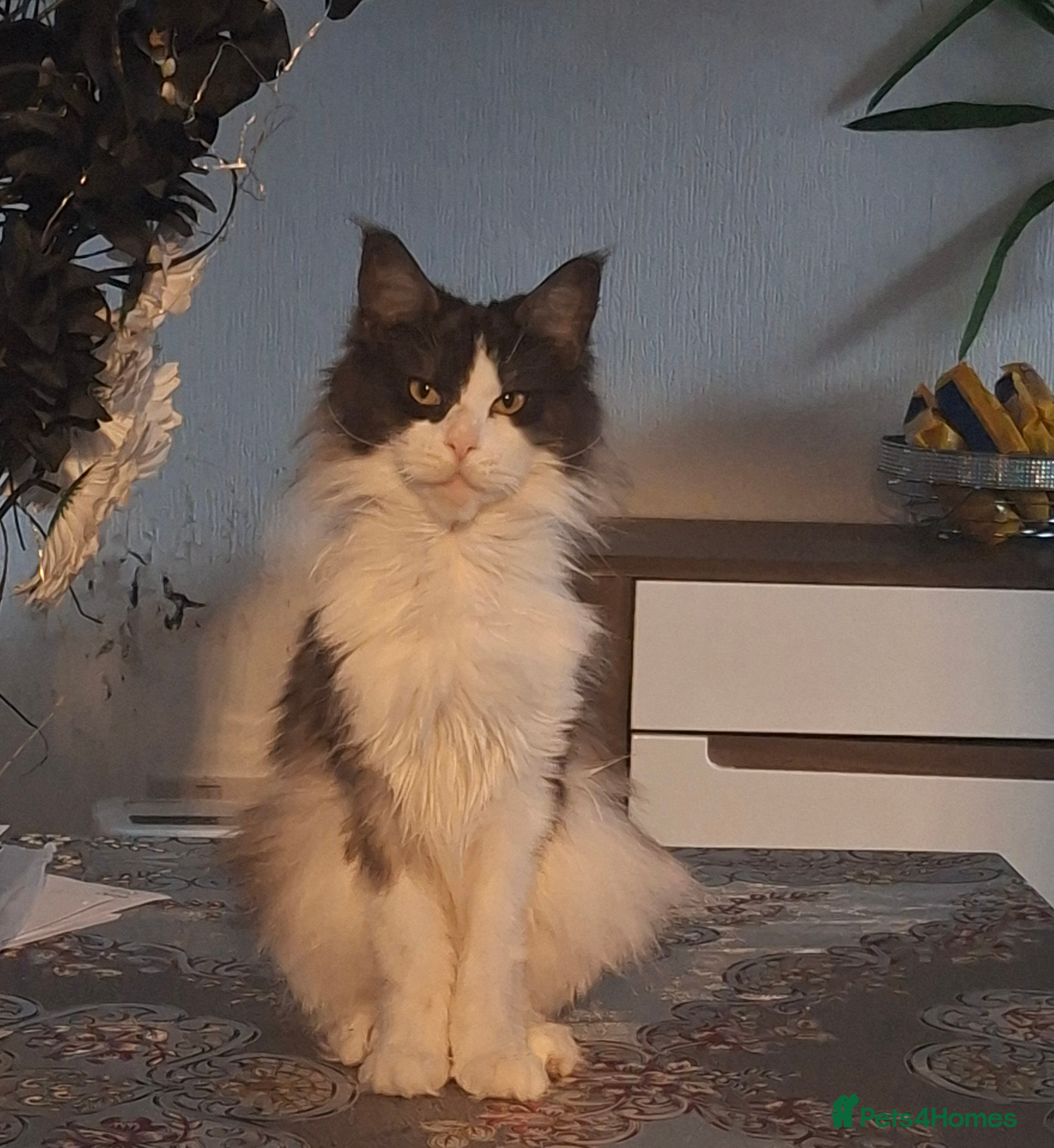 Maine Coon cats 4 beautiful mainecoon kittens - Advert 1