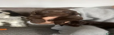 Cockapoo 4