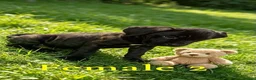 Cane Corso dogs for sale: Cane corso - Advert 4