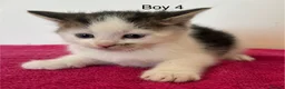 British Shorthair cats for sale: Kittens ready to go now  - Advert 7
