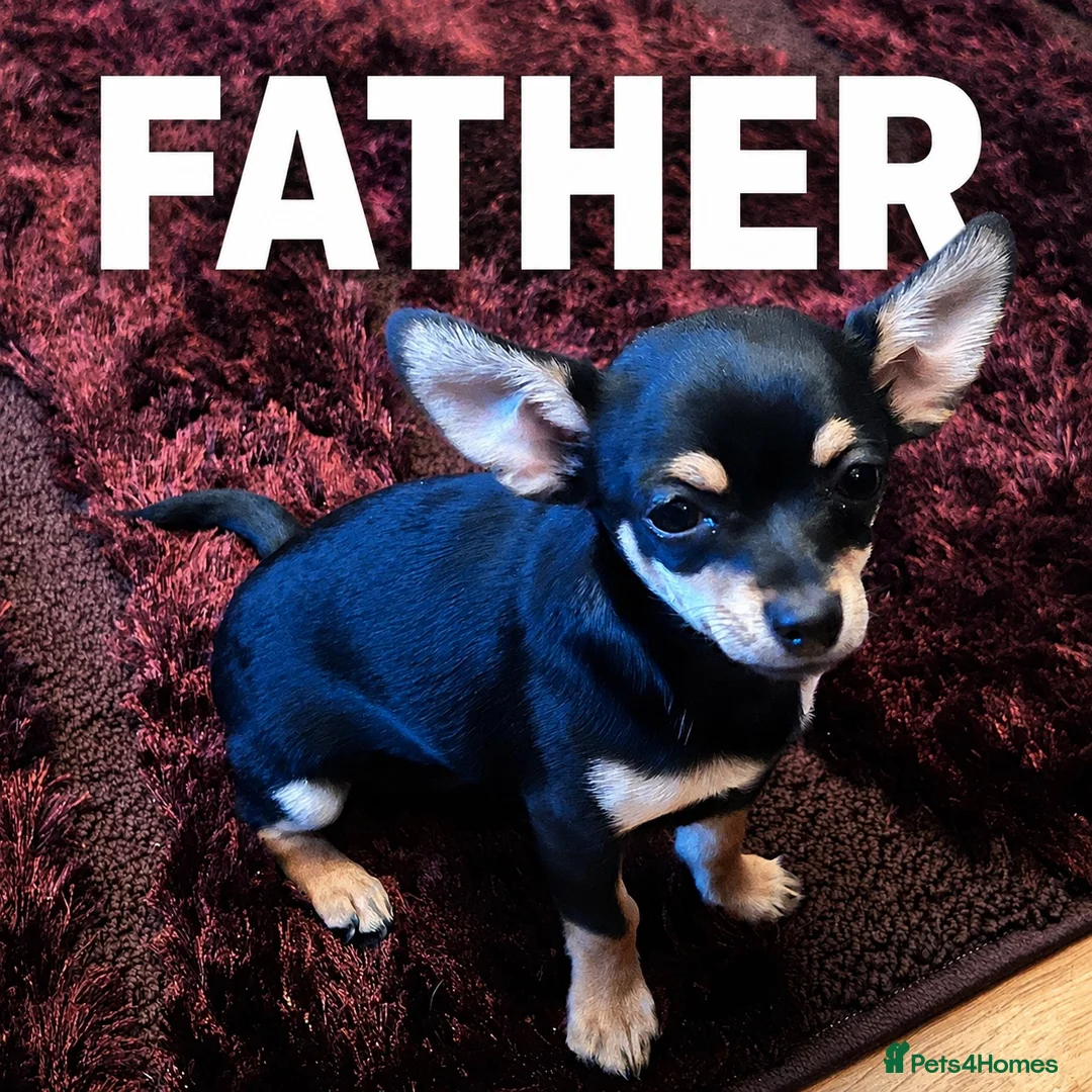 Mixed Breed dogs for sale: French bulldog / Chihuahua  - Advert 8