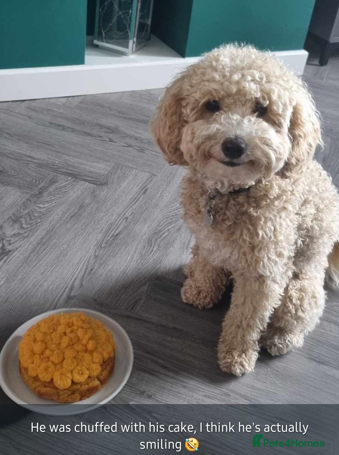Mini Goldendoodle dogs for sale: 🐾✨ Beautiful Toy Goldendoodle Puppies  ✨🐾 - Advert 15