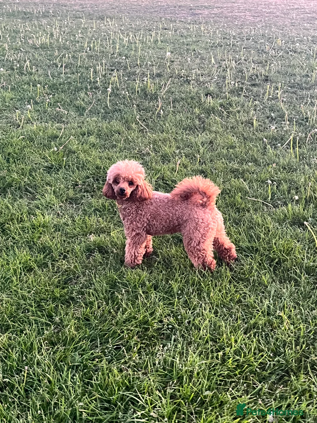 Toy Poodle dogs for sale: Red Toy Poodle  - Advert 20