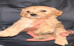Cavapoo dogs for sale: Stunning Cavapoo puppies - Image 5