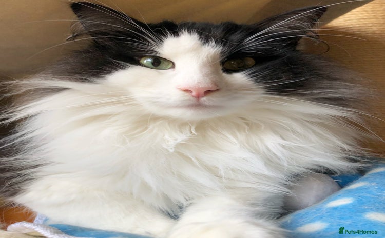 Norwegian Forest Cat cats - Advert 1