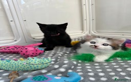 Mixed Breed cats for sale: Adorable mixed breed kittens for sale  - Image 16