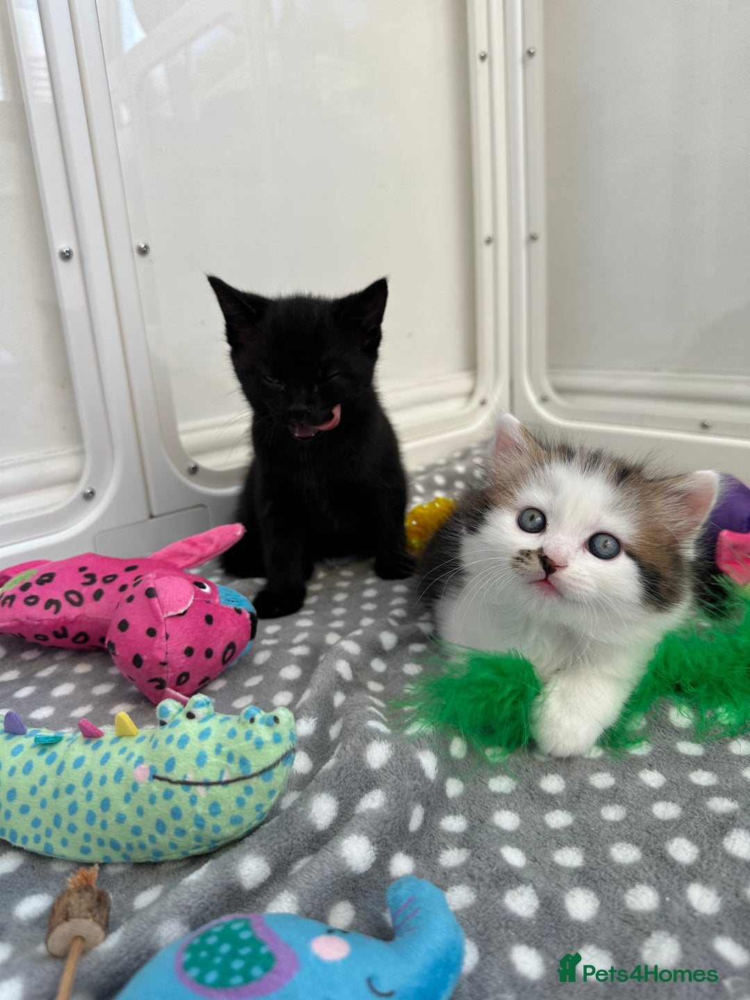 Mixed Breed cats for sale: Adorable mixed breed kittens for sale  - Image 16