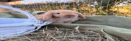 Mini Lop rabbits for sale: Mini Lop bunnies  - Advert 26