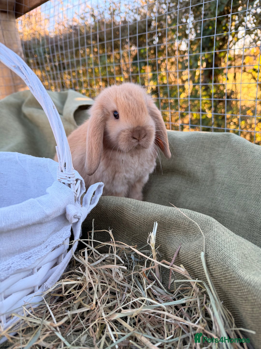 Mini Lop rabbits for sale: Mini Lop bunnies  - Advert 26