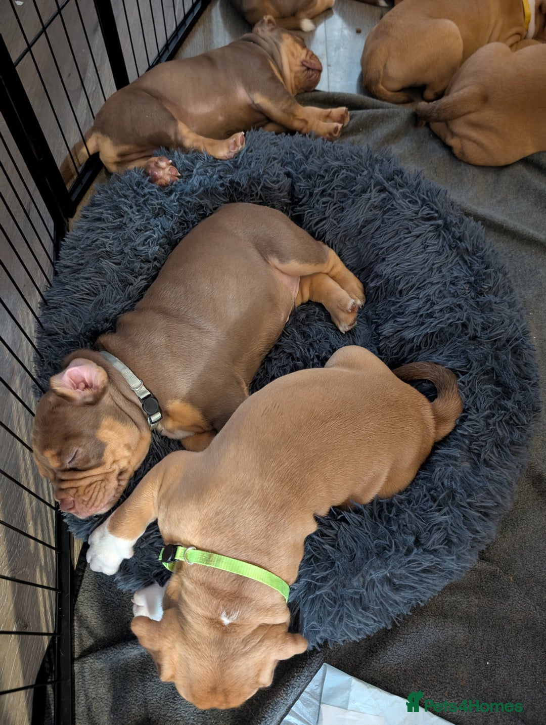 Olde English Bulldogge dogs for sale: READY NEXT WEEK! - OEB Puppies NEBBR ✅ 3rd Gen - Image 36