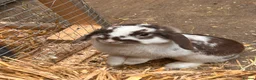 Mini Lop rabbits for sale: 2 pure bred mini lops - Advert 3