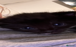 Abyssinian cats for sale: Abyssinian/ ragdoll kittens  - Image 1